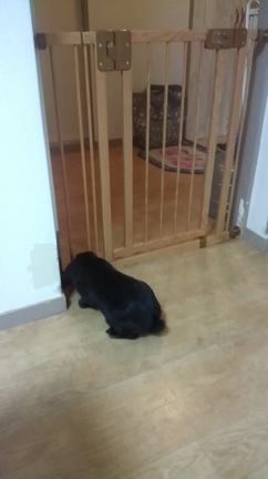 気になる向こう側の記事動画