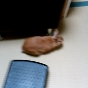 初めてカクカクの対象に…の画像