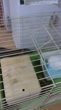 うさぎの縄張り意識の記事動画