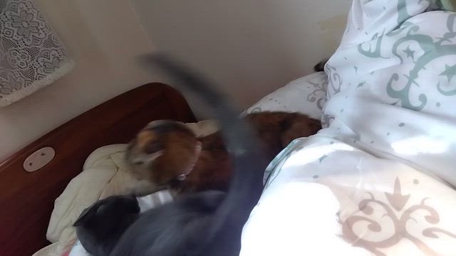 ブログを消してしまいましたの記事動画