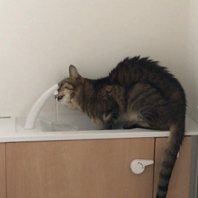 大晦日と言葉が通じるようになってきた猫の画像