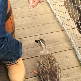 ディズニーの画像