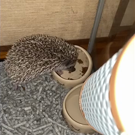 2020/10/10の画像