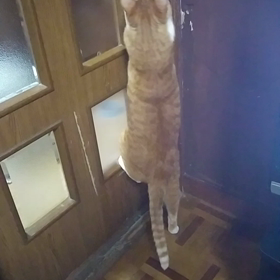 脱走猫( ﾟдﾟ)の画像