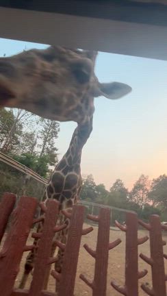 激安チェンマイ旅行④チェンマイナイトサファリ良すぎて是非行ってほしい注意事項などの記事動画