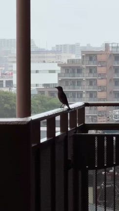 外廊下に来客の記事動画