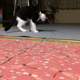 里帰りの画像