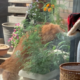 ベランダでみつけた現行犯は、、、の画像