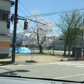 花満開[桜満開]の画像