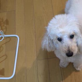 動画メリ②の画像