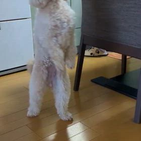 動画メリの画像