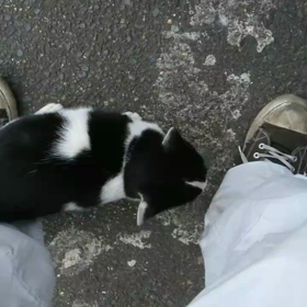 パパの会社のちゃんの画像