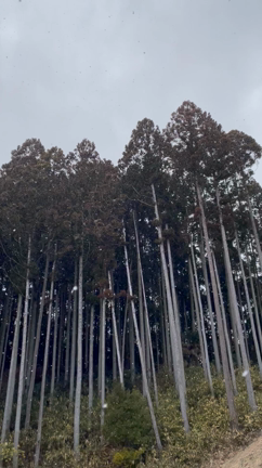 今日の出先で見たもの！の記事動画