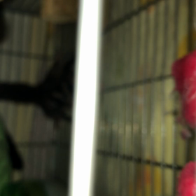フクロモモンガの鳴き声(寂しいよ～バージョン)の画像