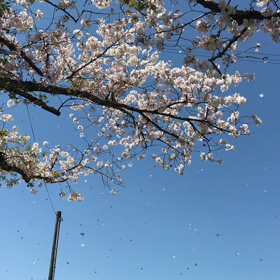 桜散る。の画像
