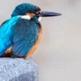 カワセミの画像