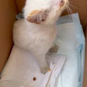 車から救出された猫の画像