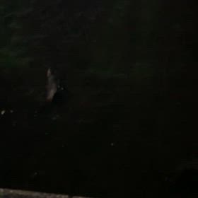 浮間公園ハタキ　　　4/17の画像