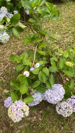 紫陽花の記事動画