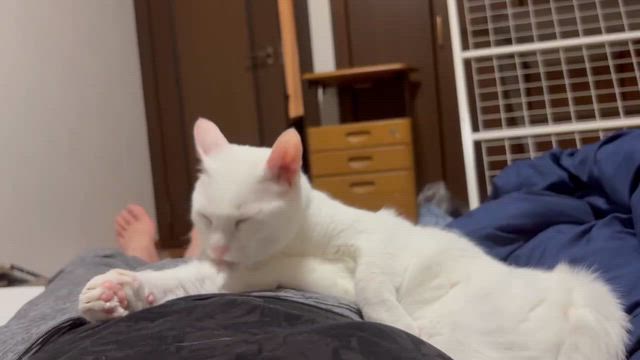 選んだもの。の記事動画