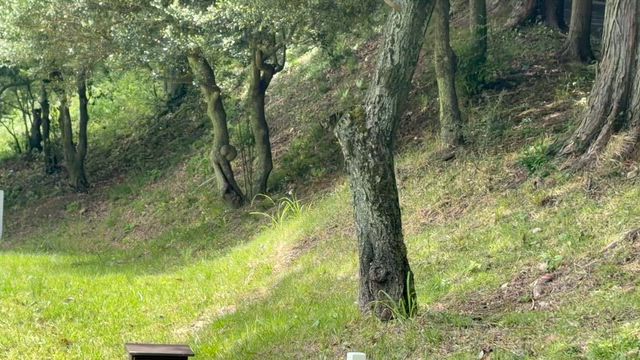 ゴルフ上手くなりたいの記事動画