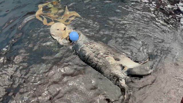 子連れリスボン旅行② リスボン水族館の記事動画