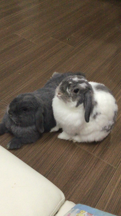 もふもふの記事動画
