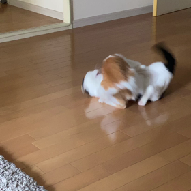 プロレスの画像