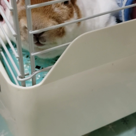 息苦しそうでの画像