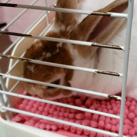 この音は？の画像