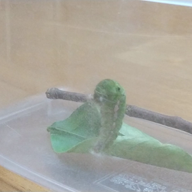 サナギ(タイムラプス)の画像