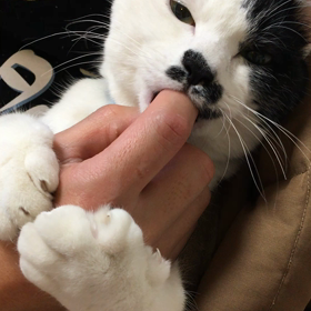 ハマってます(๑˃̵ᴗ˂̵)の画像