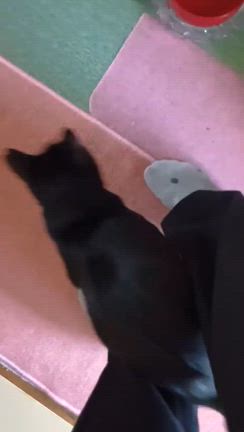 8月17日【東大阪市布市町】第91回保護猫の譲渡会 参加猫④甘えたなあんこちゃんの記事動画
