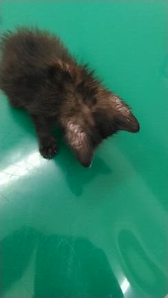 乳飲み子猫のことの記事動画