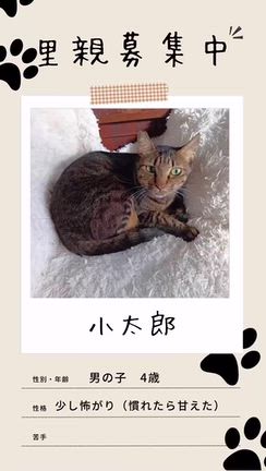 ☆里親さん募集☆ いつも控えめだった小太郎の記事動画