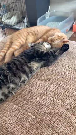 ＊正式譲渡のご報告＊　４匹の子猫さん　茶トラくんとキジトラ小くんの記事動画