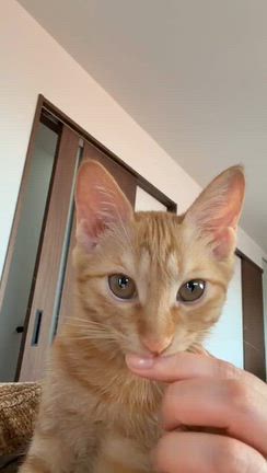 ＊正式譲渡のご報告＊　４匹の子猫さん　茶トラくんとキジトラ小くんの記事動画