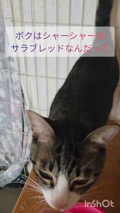 ☆里親さん募集☆シャーシャーサラブレッド　トナくんの記事動画