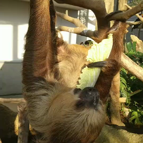 ナマケモノご飯食べるのは早いのねの画像