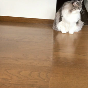 メイちゃん★本日のご馳走様のご挨拶★無言編の画像