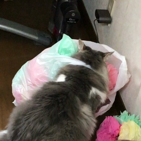 祭りの後のひとり遊びの画像