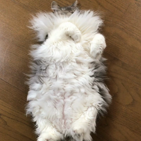 お前さんの勝ちや〜こっちの手がブレるwの画像