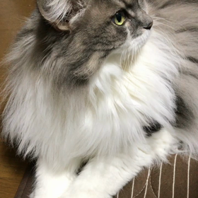 ボサボサの画像