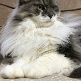 12月12日12才の画像