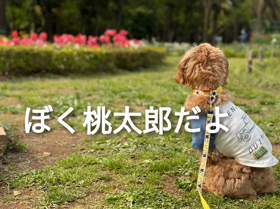 STAY  HOMEの記事動画