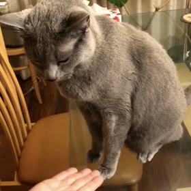 芸をする猫の画像
