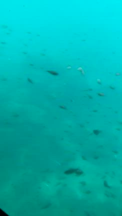 三崎港でマグロを食すの記事動画