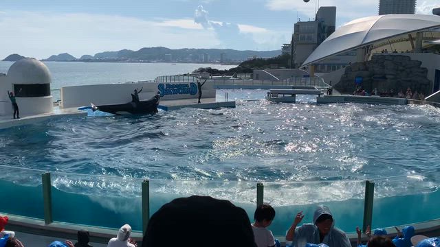 鴨川シーワールドの記事動画