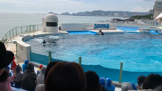 鴨川シーワールドの記事動画