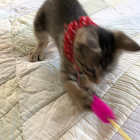 保護猫4兄弟レッドちゃんの画像